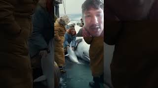 whale storiessailor dolphin heartwarmingstories shark ocean fishing video funny [upl. by Gusta26]