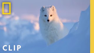 Arctic Fox Love Story  Incredible Animal Journeys  National Geographic [upl. by Nnylylloh]