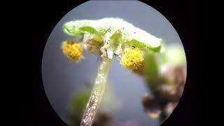 Marchantia polymorpha  spore dispersal [upl. by Letsyrk]