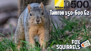 Wildlife Photography Nikon D500 And Adorable Fox Squirrels [upl. by Ecnerolf]