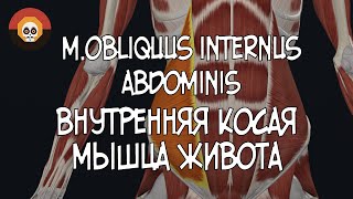 Внутренняя косая мышца живота mobliquus internus abdominis 3D Анатомия [upl. by Dedie]