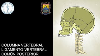 COLUMNA VERTEBRAL I LIGAMENTO VERTEBRAL COMÚN POSTERIOR [upl. by Tseng]