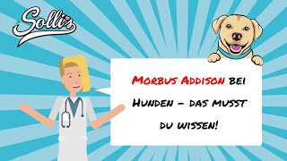 Morbus Addison beim Hund  Symptome amp Behandlung [upl. by Lokcin]