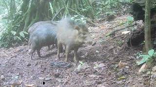 a onça preta atrás dos Porcão queixada branca [upl. by Meier690]