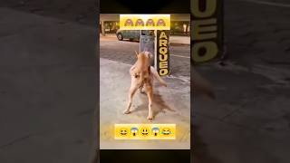 Funny Cat And Dog 😱 funny shorts trending dog cat viralshorts [upl. by Barsky57]