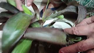 Dracaena plant care How to care and propagate Dracaena plant । [upl. by Aineval393]