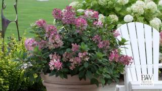 Little Quick Fire® Hydrangea paniculata [upl. by Bekki]