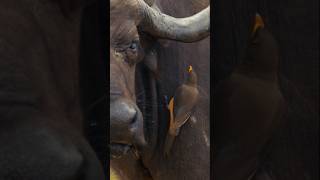 Cape Buffalo and Oxpeckers [upl. by Airreis]