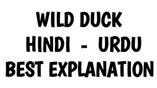 Wild Duck in hindi [upl. by Ketty]