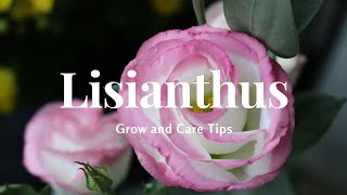 Lisianthus Grow and Care Tips [upl. by Bekki530]