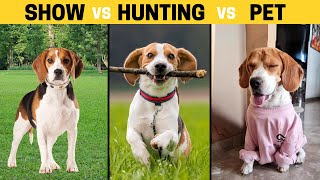 Show Beagle vs Hunting Beagle vs Pet Beagle  How Theyre Different [upl. by Evars244]