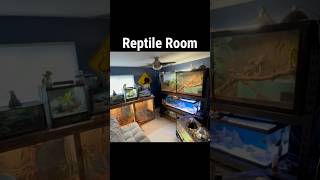 Reptile Room reptile reptiles reptileroom animals pet pets mancave fyp [upl. by Philippa932]