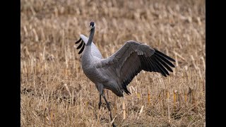 29 October 2024 Cranes near Diepholz Germany [upl. by Airehs963]