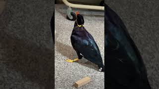 Daisy the Mynah Bird is being cheeky watch to the end [upl. by Amandie]