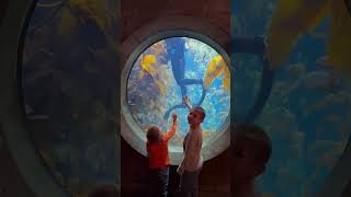 Discover the Secrets of the Monterey Bay Aquarium montereybayaquarium montereycalifornia shorts [upl. by Anglo]