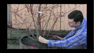 How to Grow Blueberry Plants in a Container Video [upl. by Zarihs]