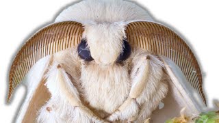 How to breed Mulberry Silkmoths Bombyx mori by Bart Coppens [upl. by Ltihcox]