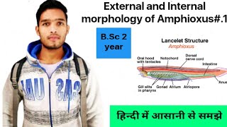 External and internal Structure of Amphioxus  BSc 3rd Year Zoology 5th Semester 2nd paper [upl. by Alisia]