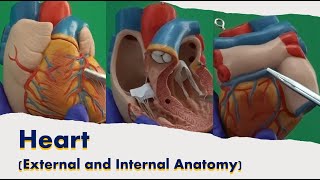 Heart External and Internal Anatomy [upl. by Weinrich]