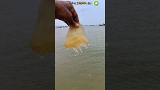 Saved jellyfish life jellyfish shorts saving abhifishinglife [upl. by Nnyledam]