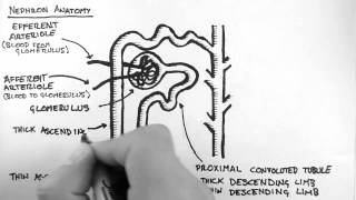 Renal Anatomy 2  Nephron [upl. by Stringer]