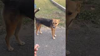 ❤️ytshorts dog trend trending viralshort DamuliKiDuniya DamuliKiDuniya [upl. by Ahsinuq]