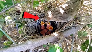 Common babbler bird babies are very happy BirdsofNature107 [upl. by Marlene]