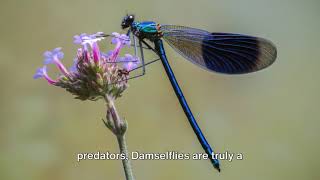 Damselfly [upl. by Ynavoeg]