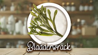 Bladderwrack  Thyroid Support Antiinflammatory Digestive Health [upl. by Alimhaj380]