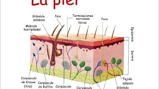 Fisiología humana 1 El sistema tegumentario La piel [upl. by Raf]