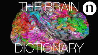 The brain dictionary [upl. by Kucik595]