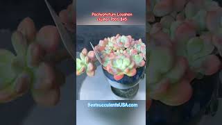 Pachyphytum Loushen cluster P101 Price 45📱 1 408 8831933 succulent succulents [upl. by Ahtreb]