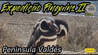 PENINSULA VALDÉS  Ep04  EXPEDIÇÃO PINGUINS II 2024 [upl. by Cavanaugh]