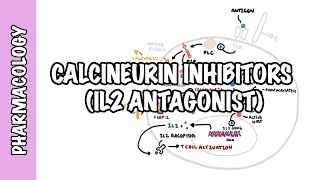 Calcineurin Inhibitors Tacrolimus and Cyclosporine IL2  Mechanism of action adverse effects [upl. by Akihc674]