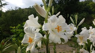 Giglio di SantAntonio Lilium candidum medicinal plant [upl. by Aiouqes77]