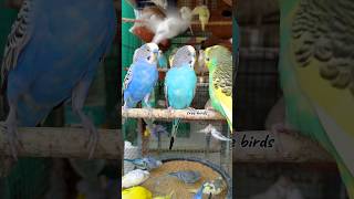 PARAKEETS SOUND 🥰🕊️shorts birds budgies lovebirds trending parakeets birdslover parrot wow [upl. by Wilkison892]