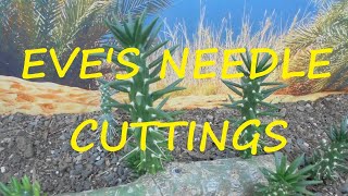 How to Take Eves Needle Cuttings 🌵🌵🌵 [upl. by Mansoor]