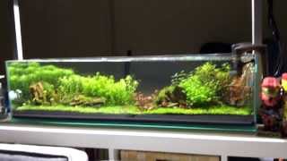 Mr Aqua 12g long aquarium [upl. by Aleibarg]