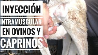 💉INYECCIÓN intramuscular en ovinos y caprinos 🐑 [upl. by Owen]