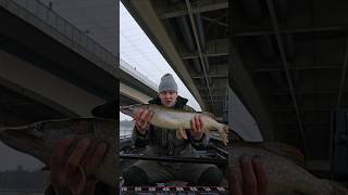 Gruba mamuśka wędkarstwo fishing fish szczupak pikefishing [upl. by Chang]