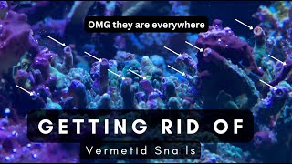 Vermetid Snails in your Reef tank Lets get rid of them together [upl. by Hutton630]