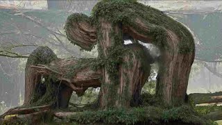 30 MOST Unusual Trees In The World [upl. by Roderica]