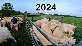 Working Charolais Cattle in 2024 [upl. by Daenis]