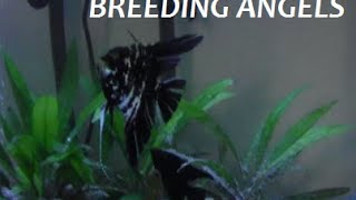 HOW TO BREED FRESHWATER ANGELFISH PART 2 of 7 Setting up your system [upl. by Landrum]