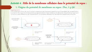 Origine du potentiel de membrane au repos [upl. by Annehs698]