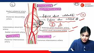 Elbow Anastomosis  Human Anatomy lecture  Xoom Academy [upl. by Tamiko]