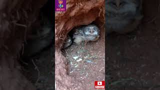 Adorable and Fascinating Baby Owls  Burrowing Owl [upl. by Jaddo630]