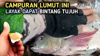 CAMPURAN LUMUT KU TERNYATA AMPUH UNTUK UMPAN MANCING IKAN NILA [upl. by Ynnal143]