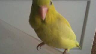 Yellow Parrotlet chirps tricks Parrotletbirds [upl. by Leiuqese]