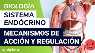 Sistema endocrino  Mecanismos de acción y regulación hormonal  Biología  digiSchool [upl. by Chery714]